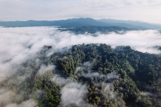 istock Fog and high angle trees in the morning 1819613666