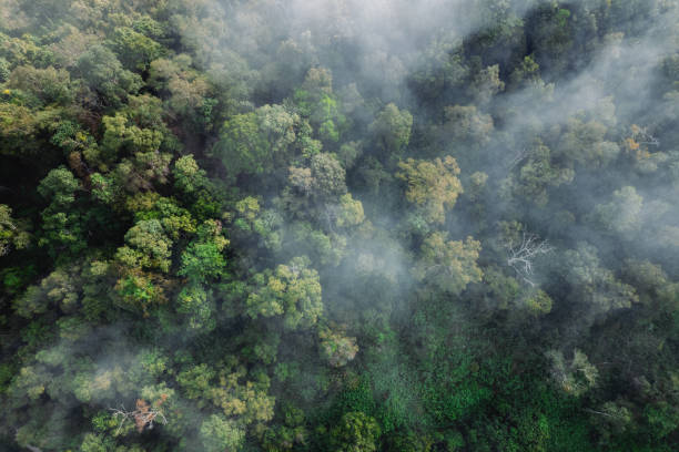 istock Fog and high angle trees in the morning 1819613671