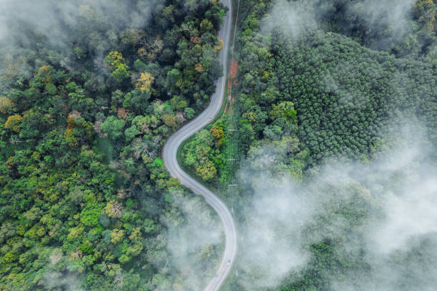 istock Forest road and morning fog, high angle 1819615271