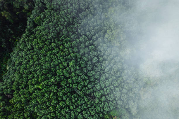 istock Fog and high angle trees in the morning 1819615276