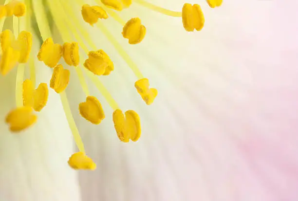 close up flower stamens wild corners