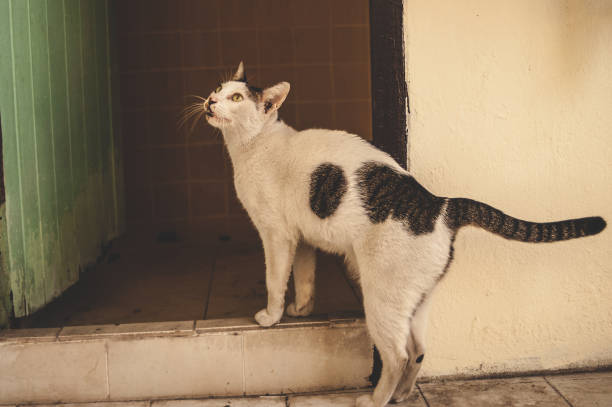 homeless two colors cat