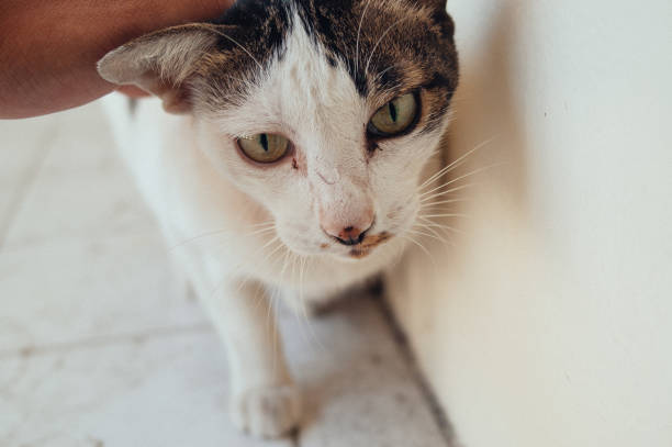 istock homeless two colors cat 1819630956