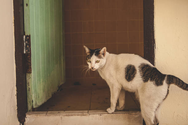 istock homeless two colors cat 1819631031