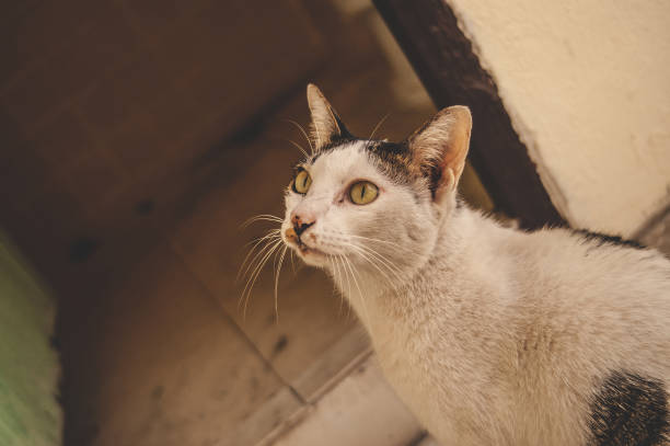homeless two colors cat
