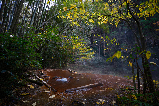 Scenery of bamboo forest hot water in autumn season