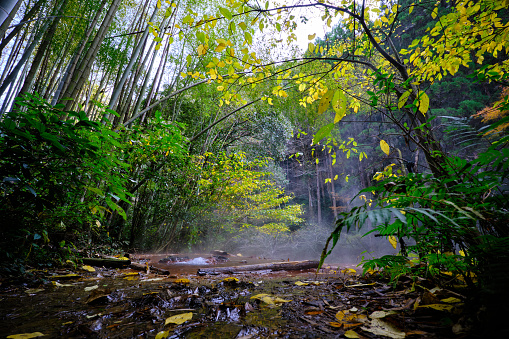 Autumn Bamboo Forest Hot Spring