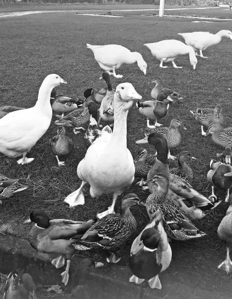 Geese and Mallard Ducks in Ireland