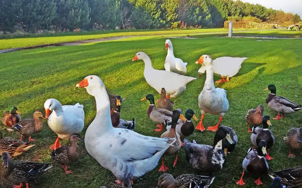 Geese and Mallard Ducks in Ireland