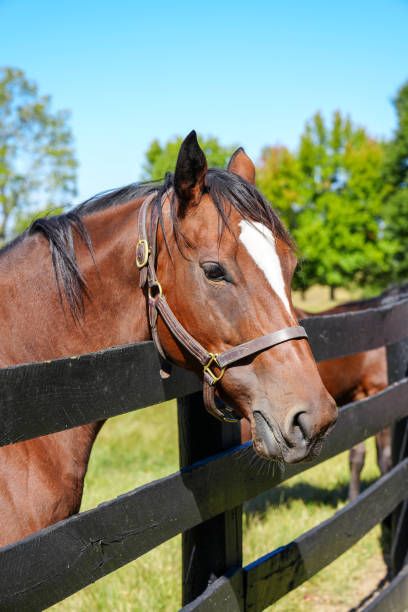 istock Thoroughbred horse standing next to fence 1819639822
