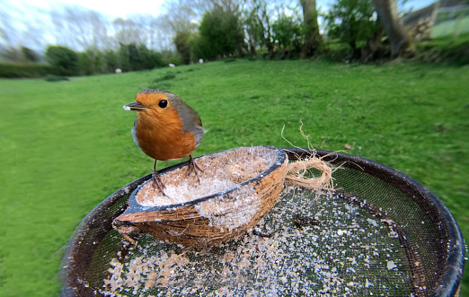The European robin feeding from an Insect Suet on a bird table in UK