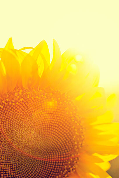 istock Sunflower Photosynthesis 181965866