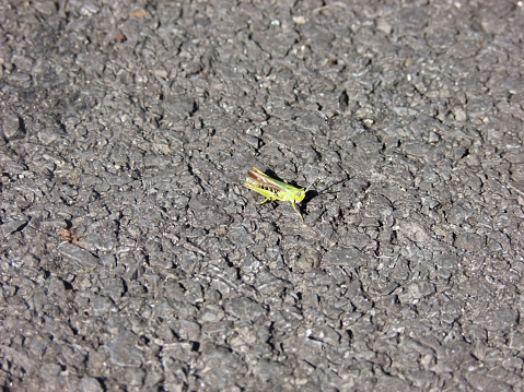 Grasshopper Common,Grasshopper on tarmac road space left for text copy writing
