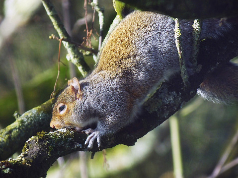Grey Squirrel eating insets in tree tail teeth nuts woods trees forest