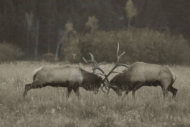At dusk a large bull elk and part of his herd in northern Montana, USA, North America. Background of fall foliage.