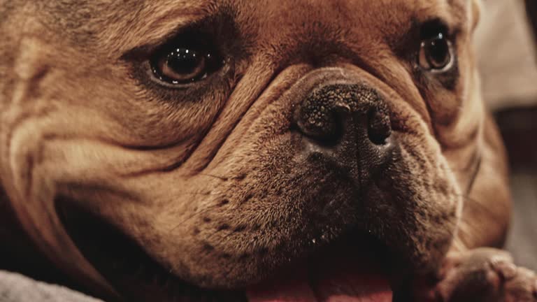 Close up of American Bully dog