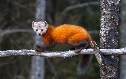 Pine Marten  on a log