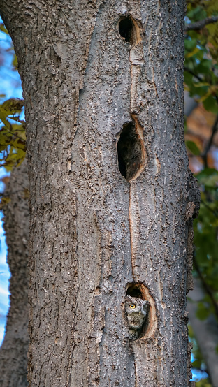 gray morph screech owl in a tree cavity