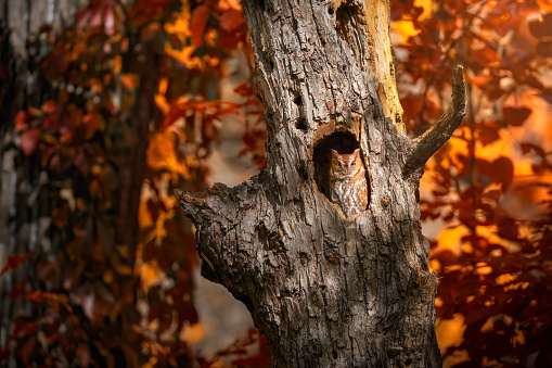 Red Morph screech owl in cavity fall colors