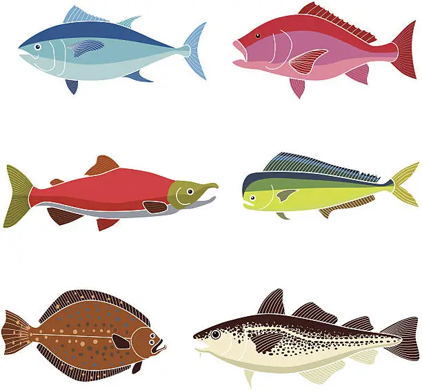 Vector illustration of saltwater fish