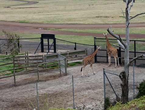 Young giraffes in the zoo