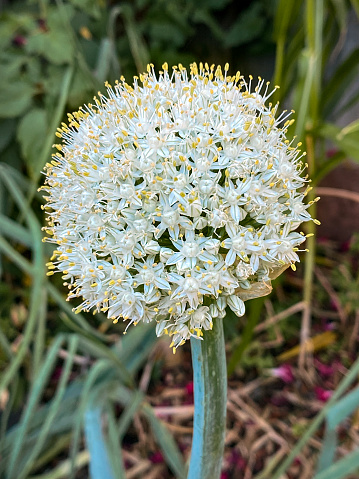 White flower of anise plant, wild carrot, Queen Anne’s Lace. Shot made with Nikon D3000, f/5, ISO-360