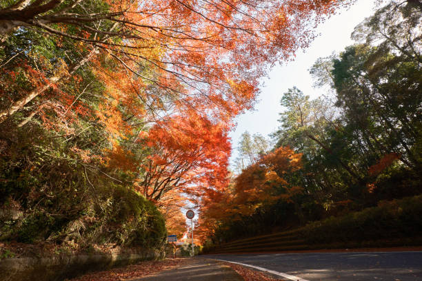 istock Kirishima road colored with autumn leaves 1819689304