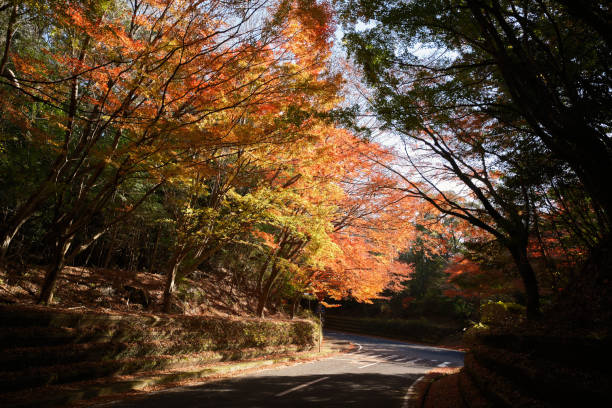istock Autumn leaves blooming around Kirishima Shrine 1819689315