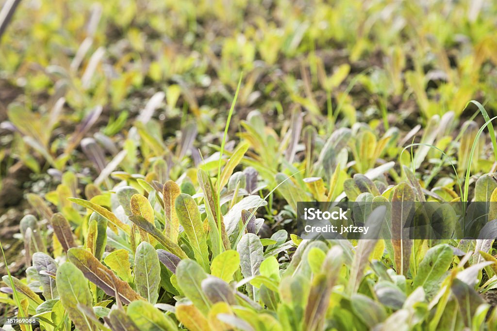 asparagus sapling young asparagus sapling in the fall Agricultural Field Stock Photo