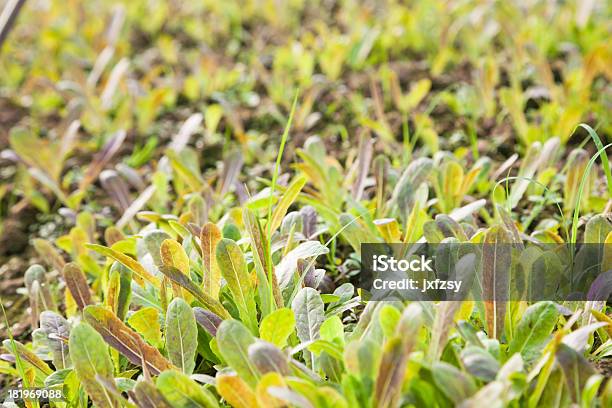 Asparagus Sapling Stock Photo - Download Image Now - Agricultural Field, Agriculture, Asparagus