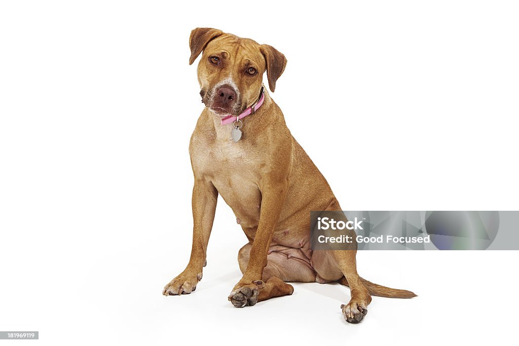 Raças mistas feminino grande cão - Foto de stock de Almoço royalty-free