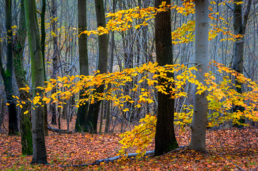 Beech trees in autumn forest with yellow and red leaves on the ground