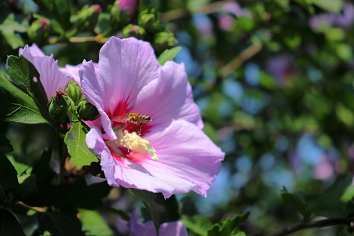 Macro shot of a pink petaled Hibiscus syriacus flower pollination process made by a flying bee. Ornamental plant from the mallow (Malvaceae) botanical family.