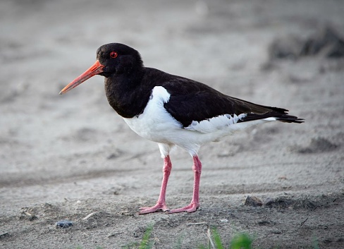 The Haematopus ostralegus, commonly known as the Eurasian Oystercatcher, has distinctive black and white plumage, a long orange-red bill, and pink legs. They are known for their loud calls and are often found along coasts and estuaries.