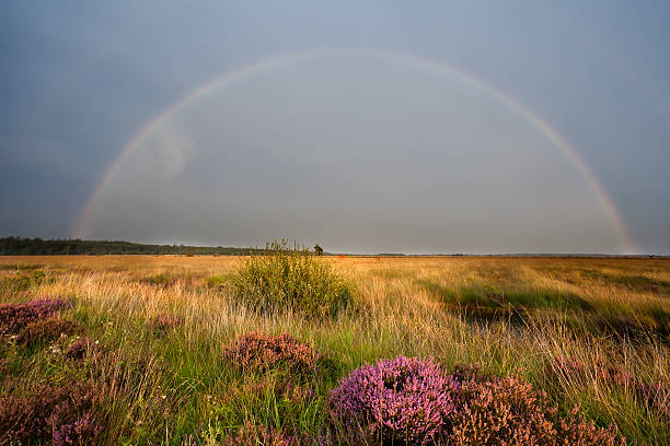 istock colorful rainbow over swamp with heather 181970405