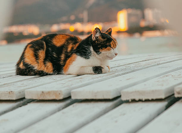 istock A tri-colored cat lies on a pier overlooking the water 1819707193