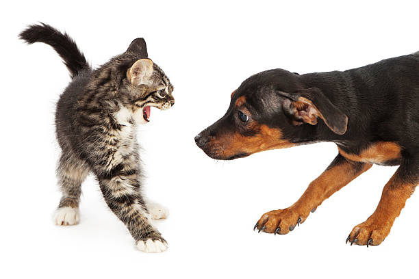 Dog and kitten