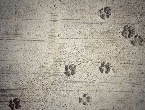 짐승 - paw print animal track dirt track 뉴스 사진 이미지