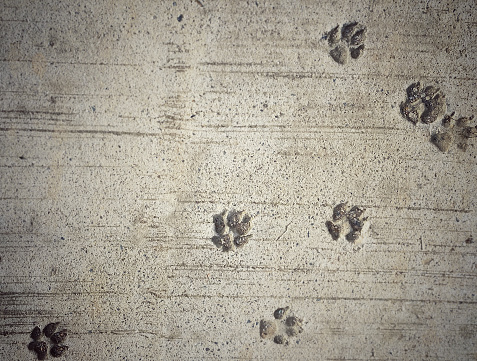 Dog paw prints in concrete road background.