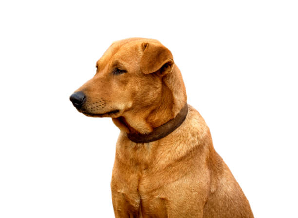 istock Red male dog  isolated  white background for both printing and web pages 1819719802