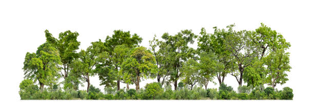 istock Green trees isolated on white background forest and summer foliage for both print and web 1819722438