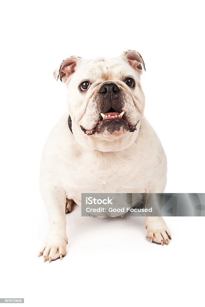 Bulldog blanco de estar - Foto de stock de Animal libre de derechos