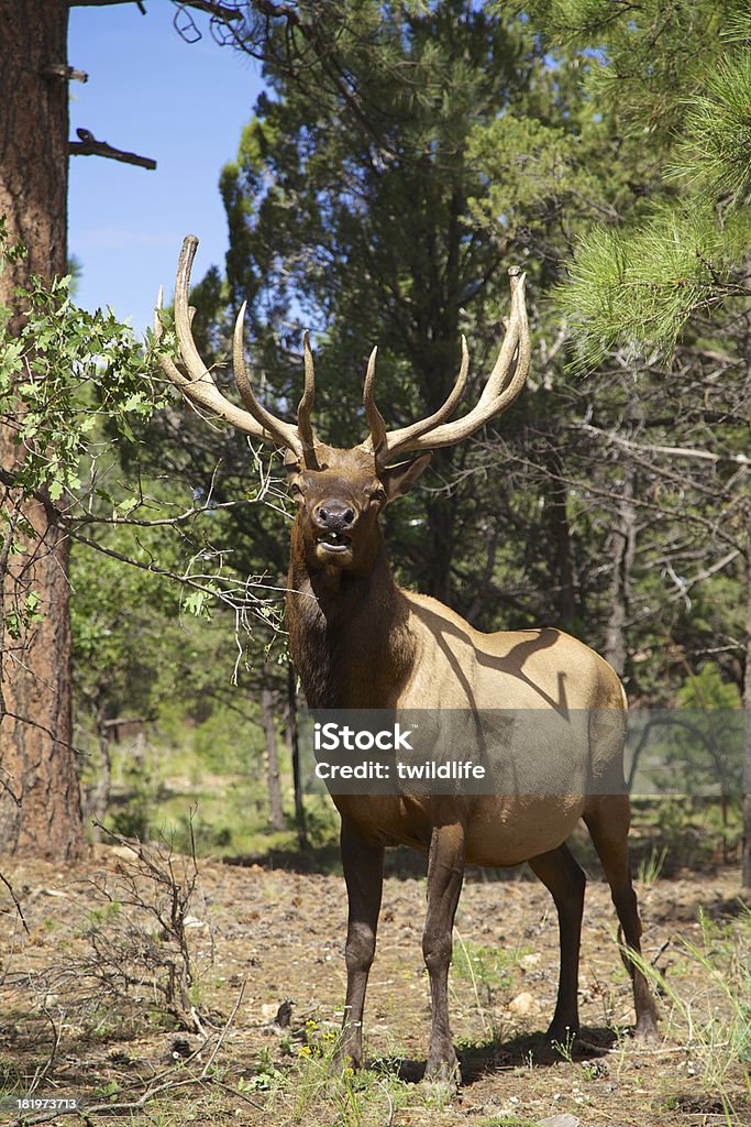 Bull Elk - Foto stock royalty-free di Animale