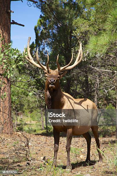 Bull Elk - Fotografie stock e altre immagini di Animale - Animale, Animale maschio, Animale selvatico