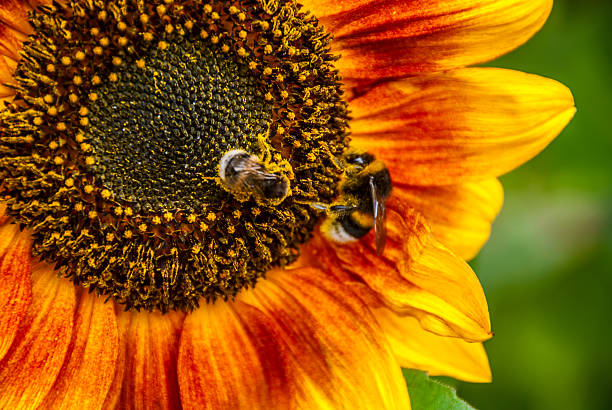 Ape su girasole e Bombo - foto stock