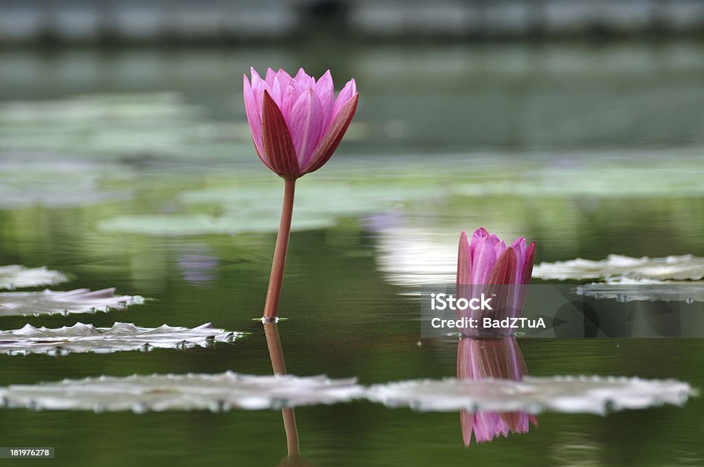 Pink water lily lotus on the pond. Beauty Stock Photo