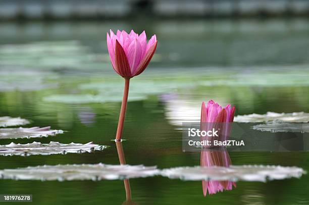 Pink Water Lily Lotus On The Pond Stock Photo - Download Image Now - Beauty, Beauty In Nature, Blossom