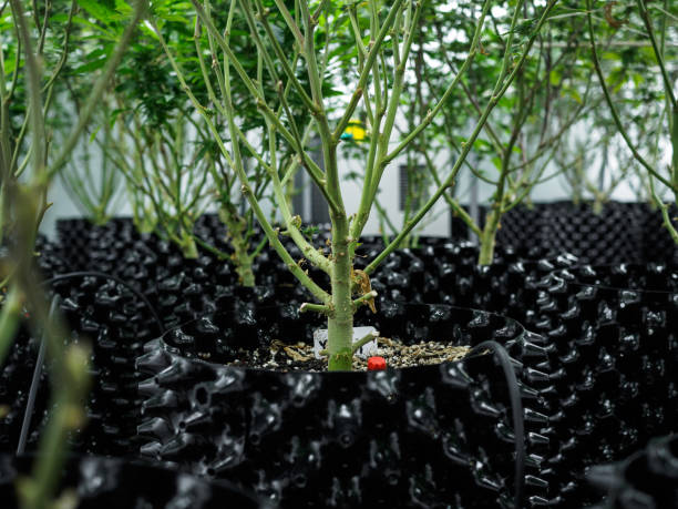 piante di cannabis in un vaso pieno di terra. fattoria al coperto per risultati gratificanti nella coltivazione delle piante di cannabis. - gratifying foto e immagini stock