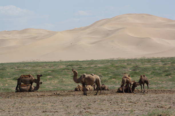 Bactrian camels in lonely Gobi desert, Mongolia. stock photo