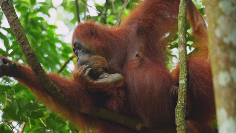 Mother orangutang nurturing baby orangutang in the forest of North Sumatra